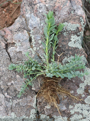 Figure 1.  A second year Dalmatian toadflax plant; note prostrate shoots that survived the winter and new shoots that emerged from roots.