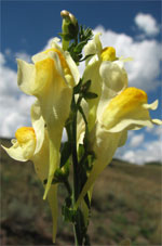 Figure 10.  Yellow toadflax flowers.