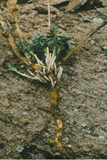 Figure 2.  Mature Dalmatian toadflax shoot emergence in early spring; note well-developed deep taproot and lateral roots that were broken off during excavation.