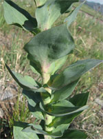 Figure 7.  Dalmatian toadflax leaves usually are waxy, spade-shaped, and wrap around shoots. 