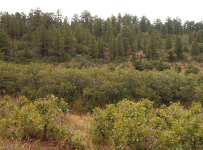 Typical oak brush growth in Colorado