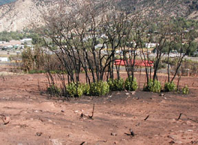 Oak brush sprouting after fire