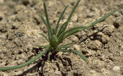 Russian Thistle seedling