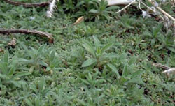 Figure 2. Kochia seedlings.