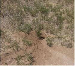 Wyoming ground squirrel burrow has a fanned out low mound. The hole entrance is at an angle and remains open. Usually ground squirrel burrows have several entrances.