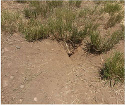 A newly formed Wyoming ground squirrel mound. Note the fanning similar to pocket gopher holes. Wyoming ground squirrel holes remain open.