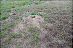Prairie dog mound and burrow