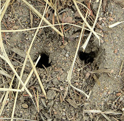 Examples of vole holes. They will often burrow near a rock, but not always.