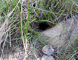Examples of vole holes. They will often burrow near a rock, but not always.