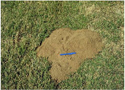 Mound produced by a pocket gopher