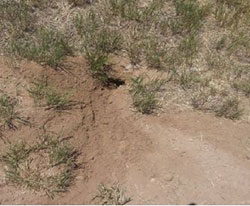 PA newly formed Wyoming ground squirrel burrow and mound. Note the similar fanning to pocket gopher holes. Wyoming ground squirrel burrows remain open.