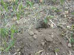 Fan-shaped mound with closed burrow is typical of pocket gophers.