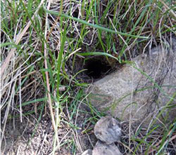 Voles often burrow near a rock