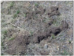 Burrowing animals: Determining species by burrows & damage  -  Extension