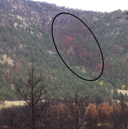 Fire retardant seen on trees two months after the High Park Fire in 2012.