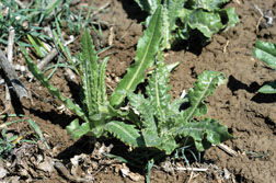 Canada thistle rosettes growing from creeping roots in early spring.