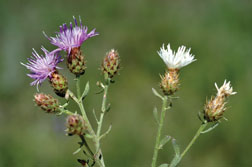 Figure 4. Diffuse knapweed flowers, note fringe on sides of bracts and long terminal spine on bract tips.