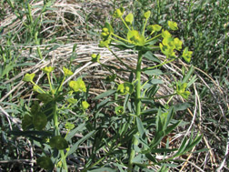 Leafy spurge in the early flower stage; note the heart-shaped bracts beneath developing flowers.