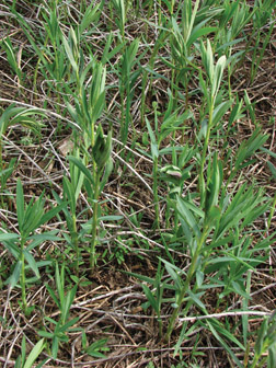 Leafy spurge in bolting growth stage; note leafy spurge seedlings