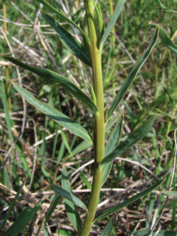 Leafy spurge stems and leaves
