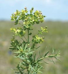 Figure 5: Leafy spurge nearing seed set growth stage; note three-lobed seed capsules above bracts.
