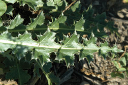 Musk thistle leaves; note cream-colored mid-rib and frosted appearance around leaf margins.