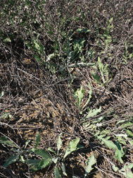 Russian knapweed emerged rosettes in fall.