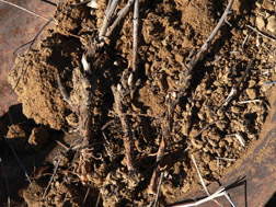 Russian knapweed root buds on crowns in fall; note black/brown scaly appearance to root crowns—a key identifying characteristic.