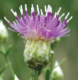Russian knapweed flower; note smooth papery bracts that lack any spines.