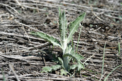 Russian knapweed rosette emergence in early spring.