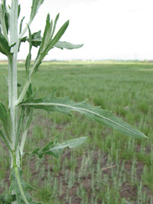 Russian knapweed shoot and leaves; note hairs and lobed leaves.