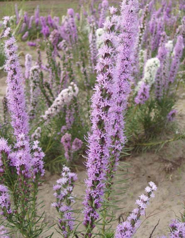 Liatris punctata flower