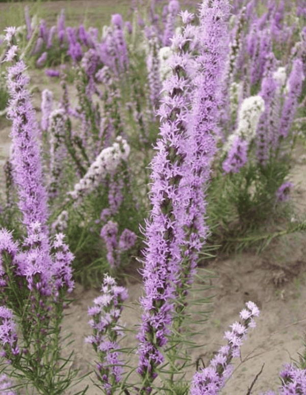 Liatris punctata flower