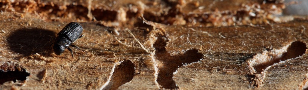 mountain pine beetle
