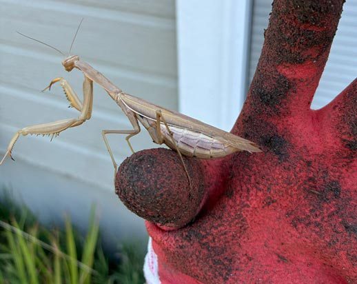 Praying mantis