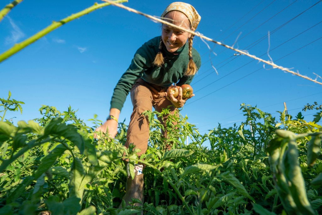 A woman in a field harvesting produce