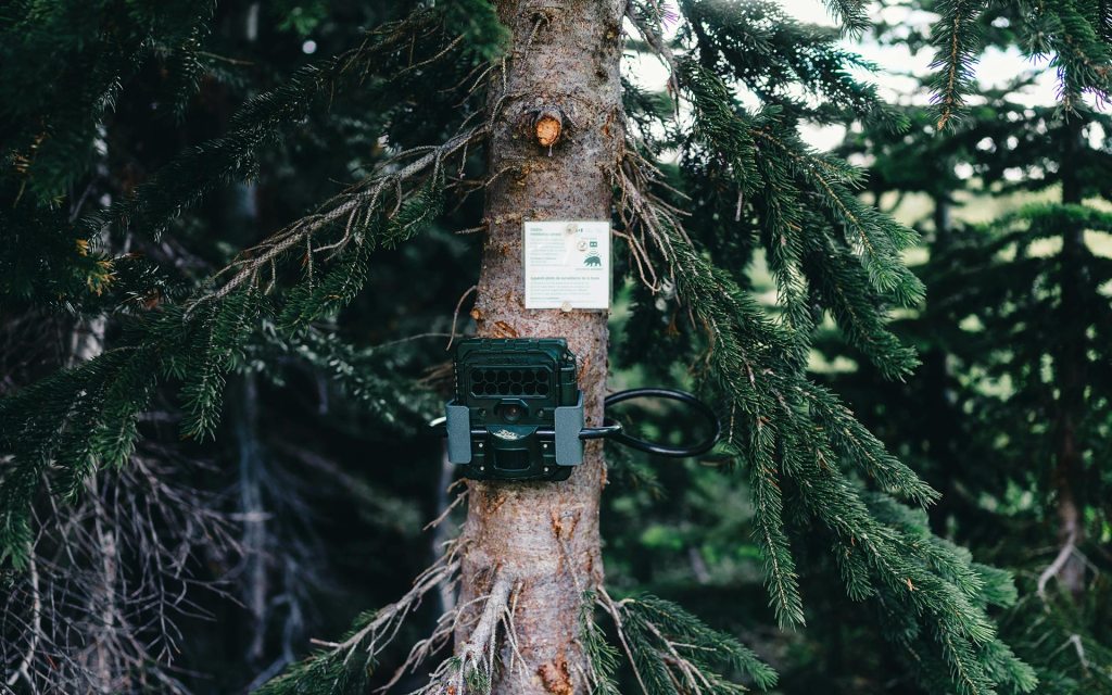 A trail camera attached to a pine tree