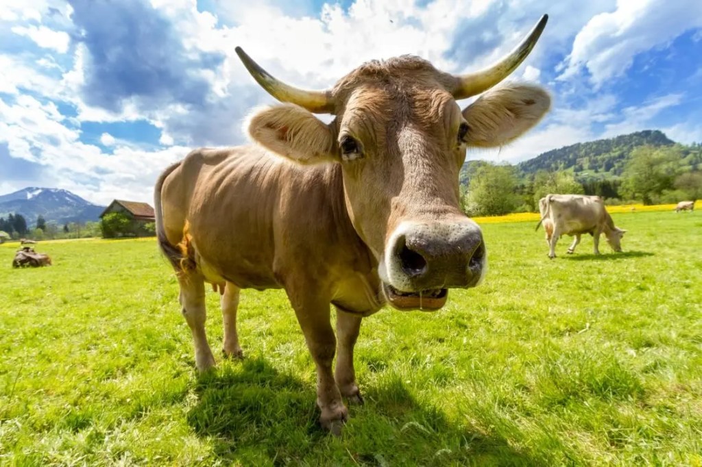 A cow stands in a field