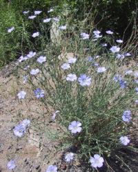 A Photo of a Native Blue Flax