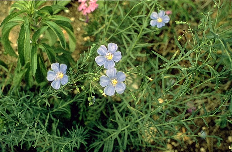 A Photo of a Native Blue Flax