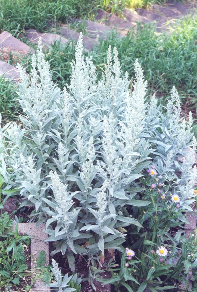 A picture of mountain sage (Artemisia ludoviciana).