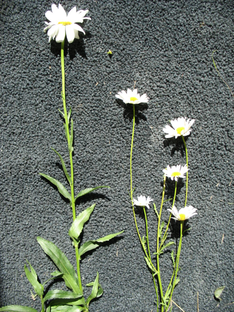 Shasta daisy (left) vs. Oxeye daisy (right)