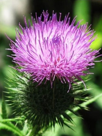 Canada thistle flower