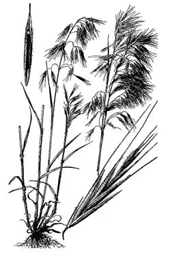 Drawing of cheatgrass plant