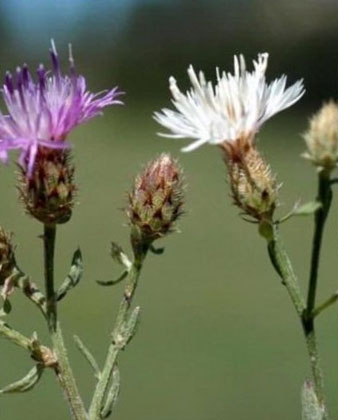 Knapweed plant
