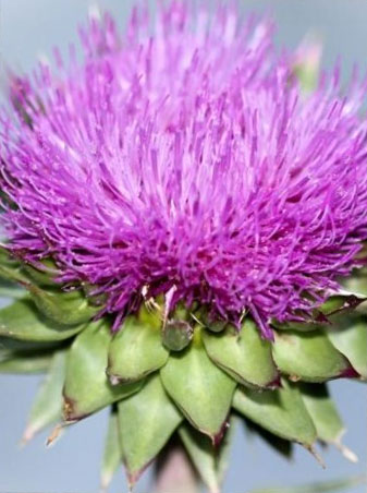 Musk thistle flower