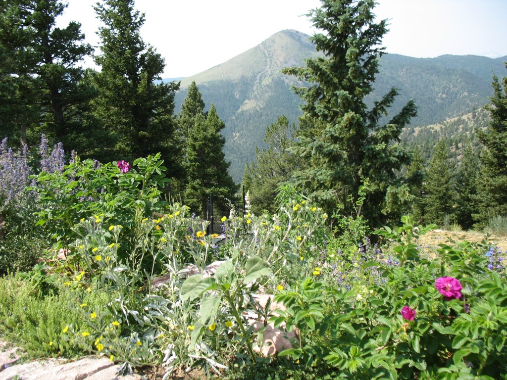 Colorado mountain landscape with native plants