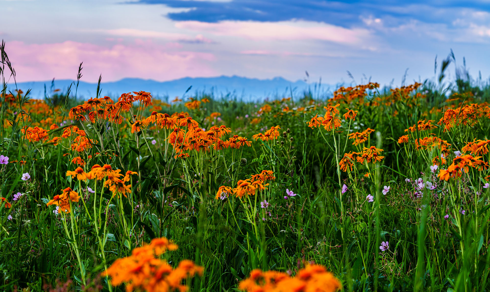 A field of orange sneezeweed flowers