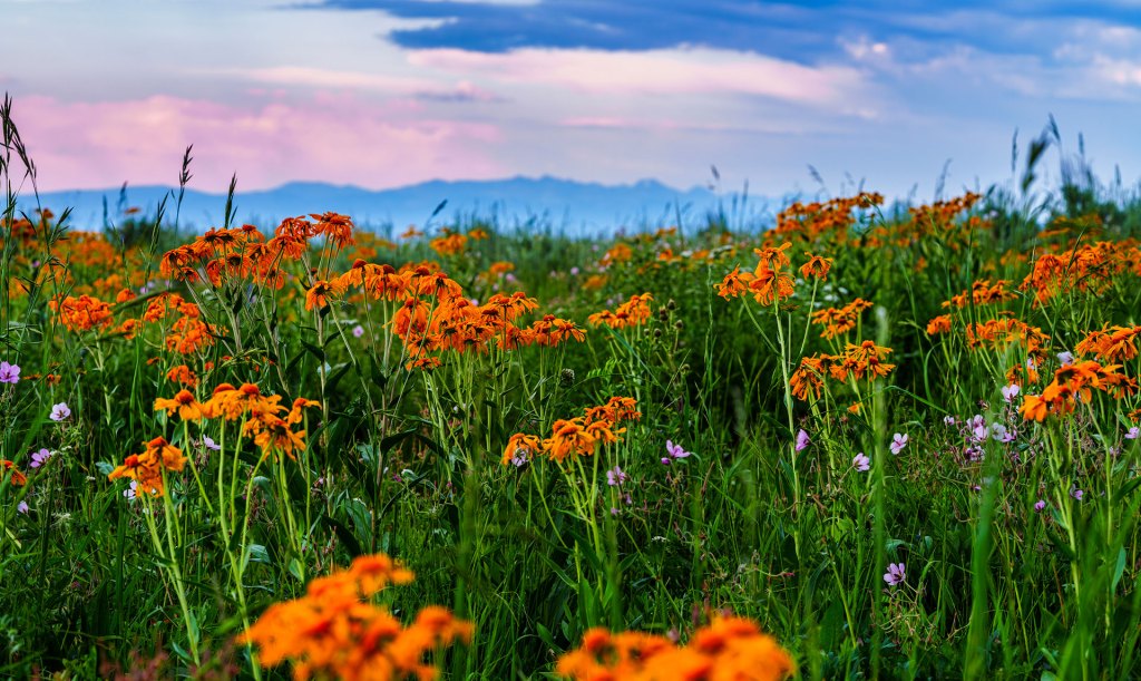 A field of orange sneezeweed flowers