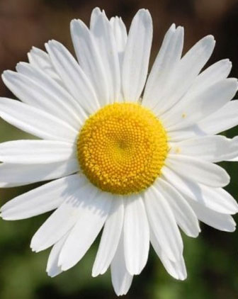 Oxeye daisy flower
